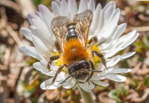 Réf. 277 968 : Andrena nitida